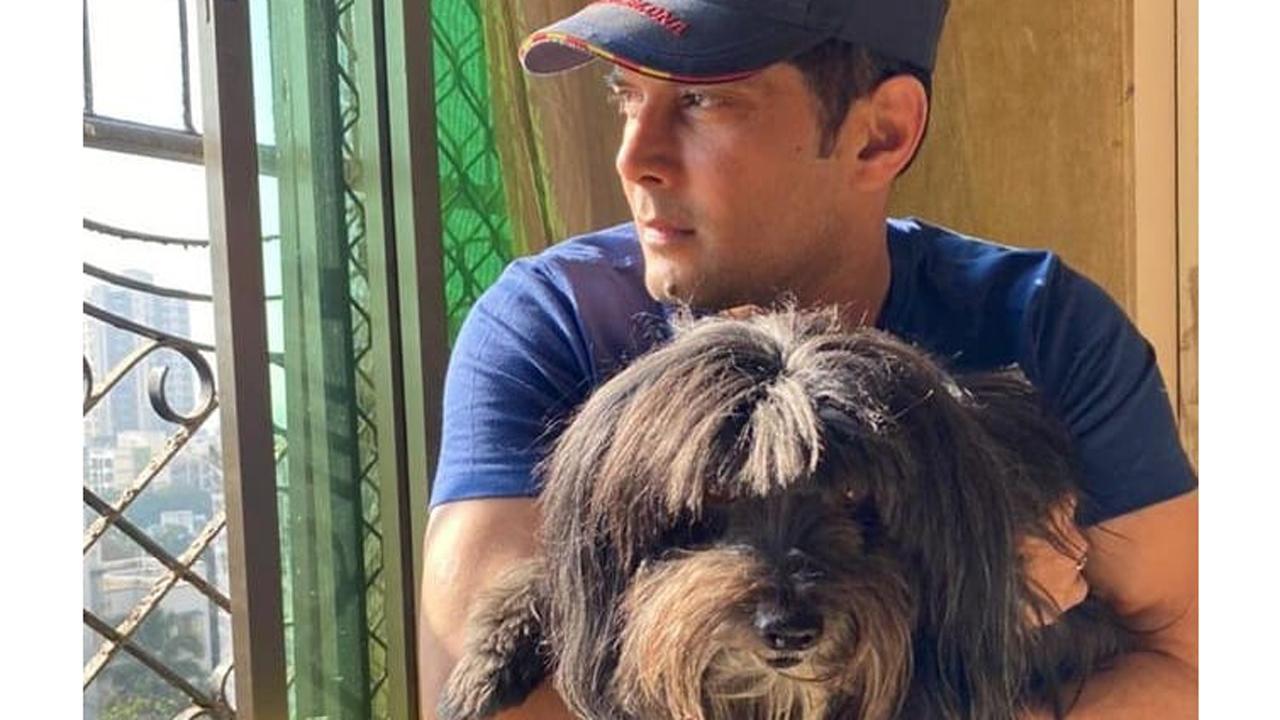Celebrity Pet Parents: ‘Oreo gets shy and hides when we cut his hair,’ says Amar Upadhyay